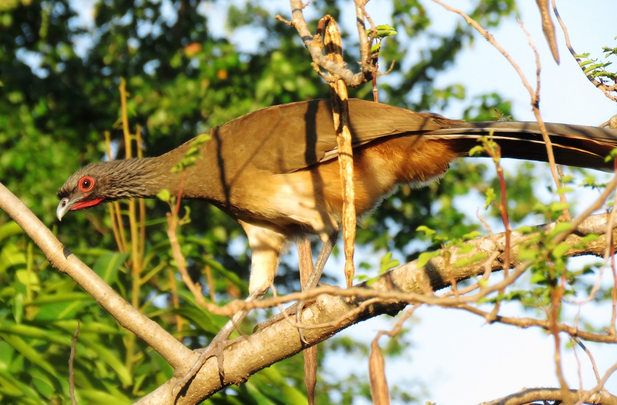 West Mexican Chachalaca - ML611312914