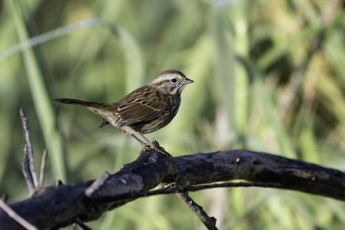 Song Sparrow - ML611312922