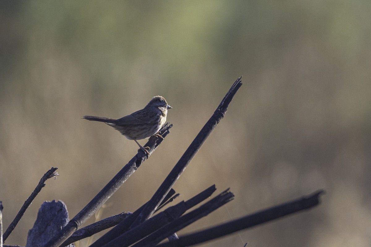 Song Sparrow - ML611312924