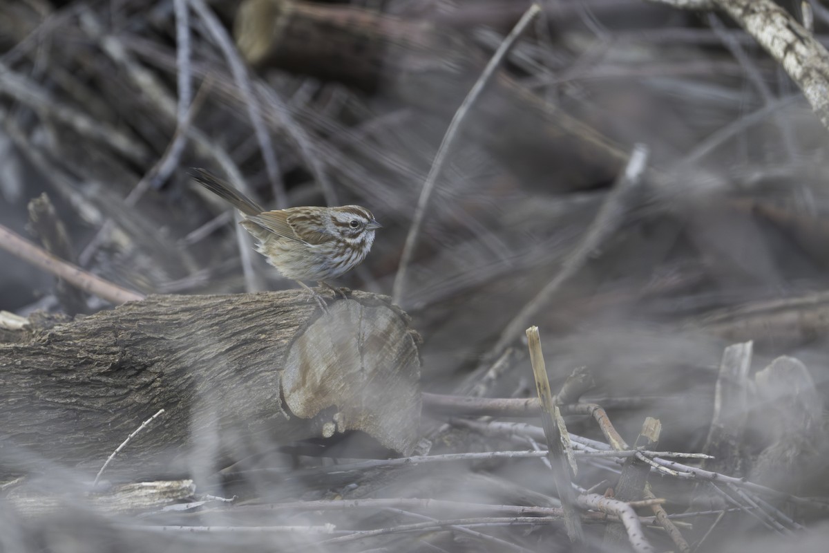 Song Sparrow - ML611312925