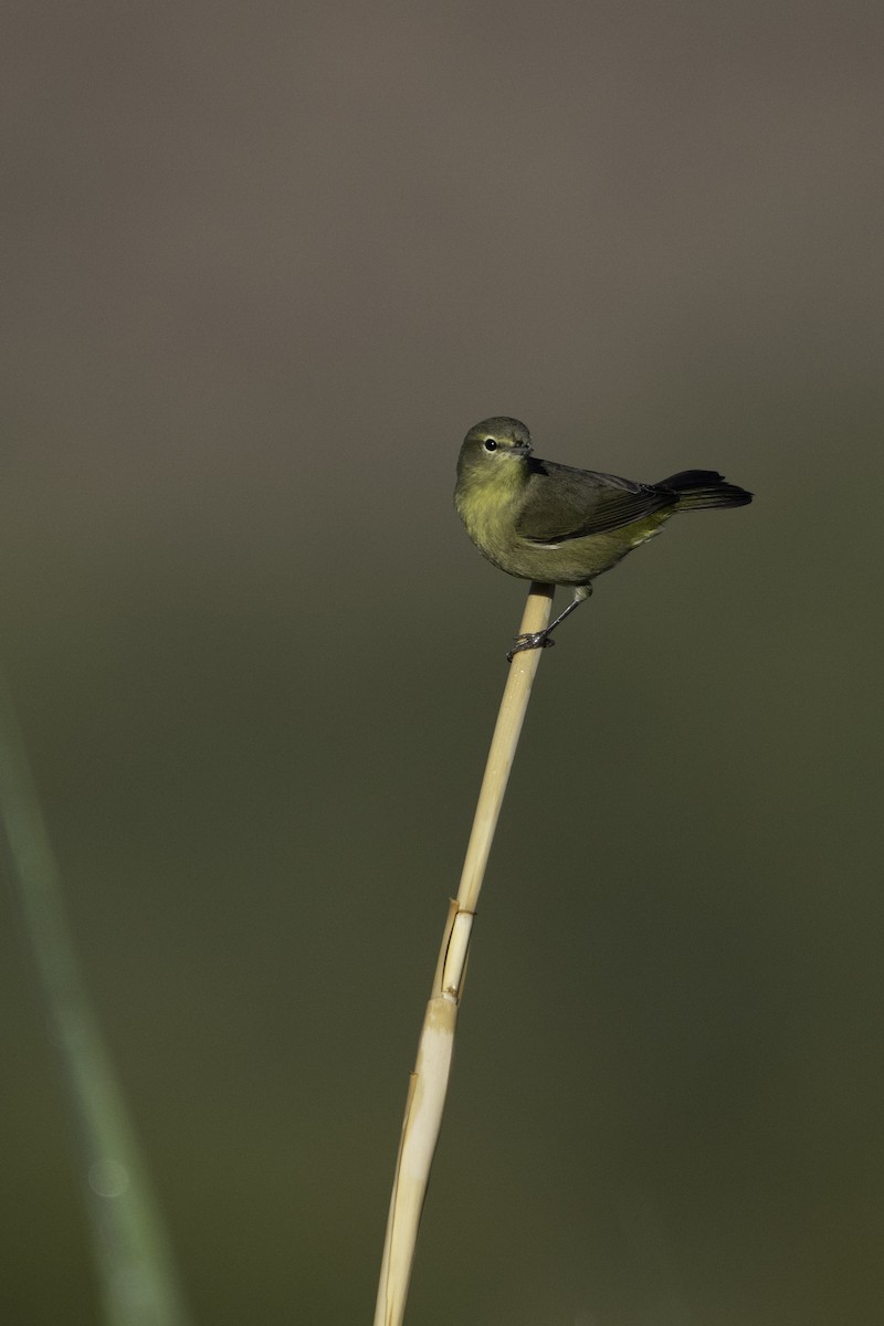 Orange-crowned Warbler - ML611312930