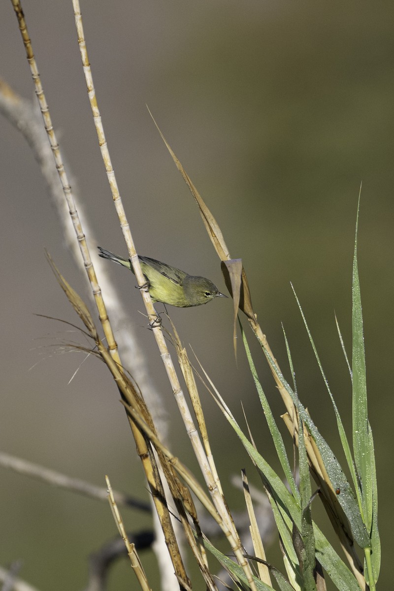 Orange-crowned Warbler - ML611312931