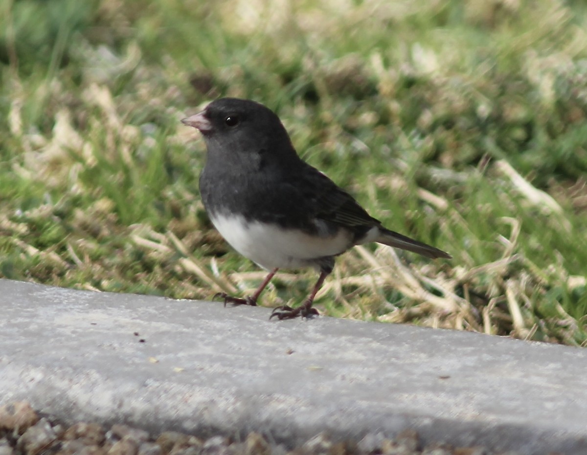 Junco ardoisé (hyemalis/carolinensis) - ML611313043