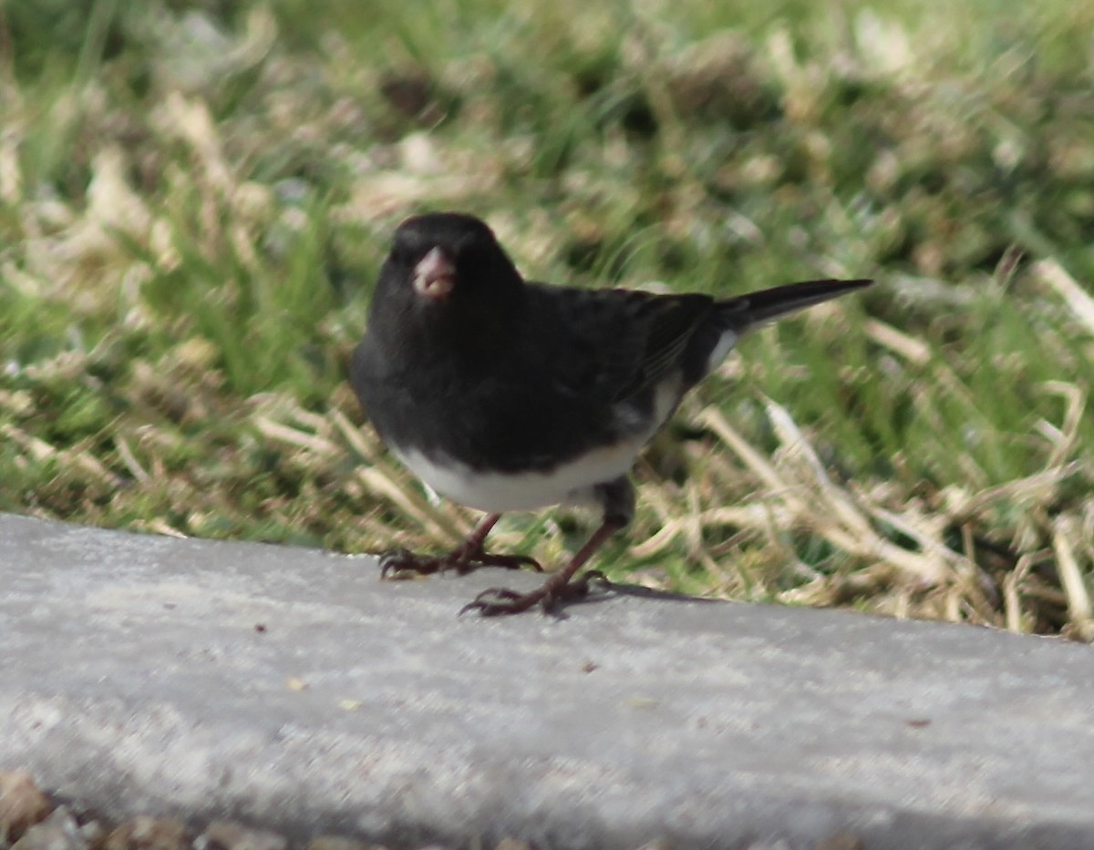 Junco ardoisé (hyemalis/carolinensis) - ML611313044