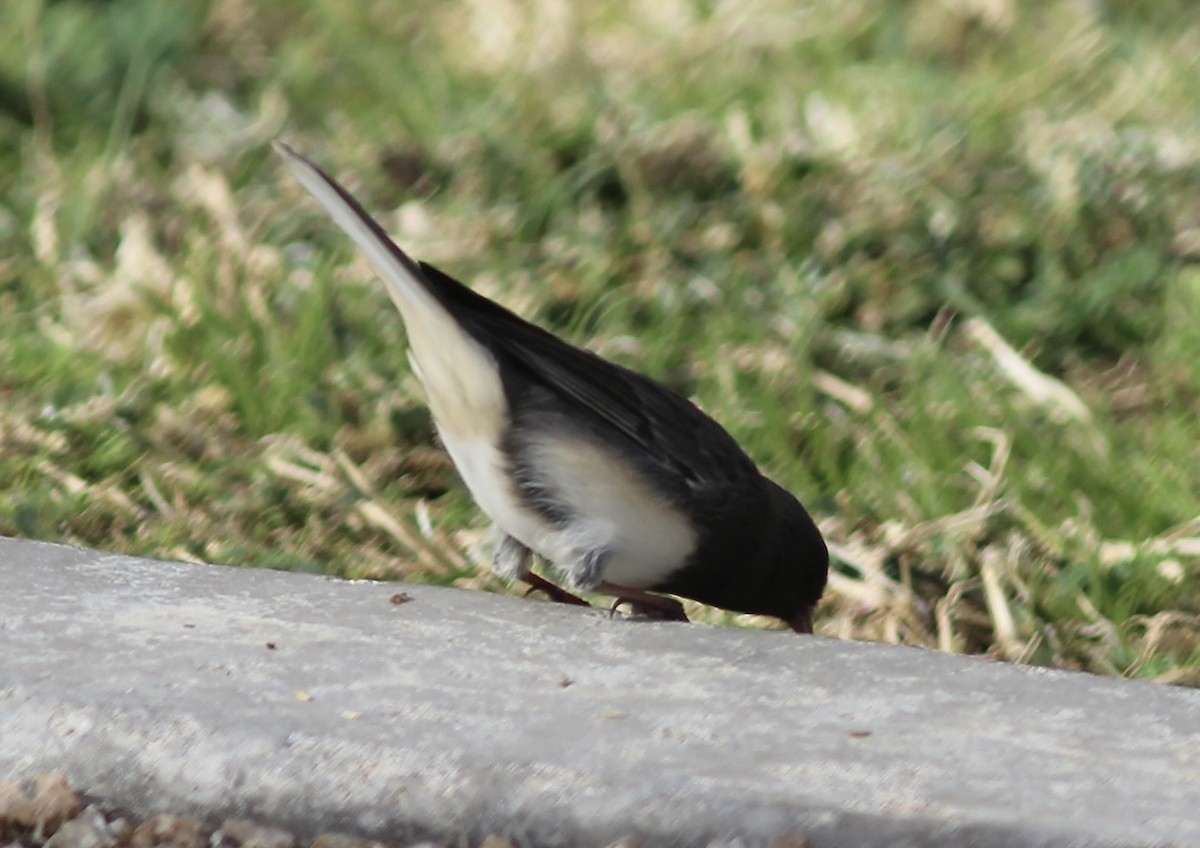 Junco ardoisé (hyemalis/carolinensis) - ML611313045