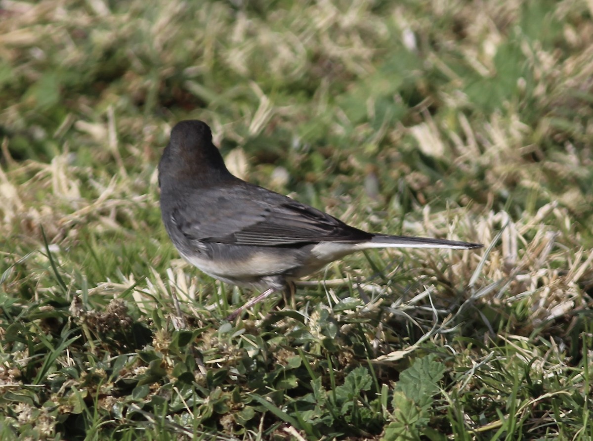 Junco ardoisé (hyemalis/carolinensis) - ML611313046