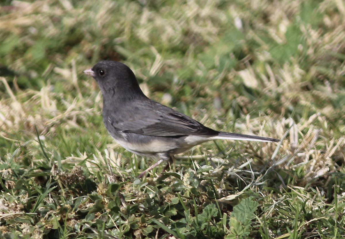 Junco ardoisé (hyemalis/carolinensis) - ML611313047