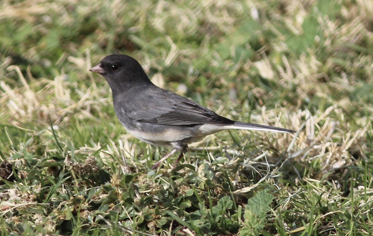 Junco ardoisé (hyemalis/carolinensis) - ML611313050