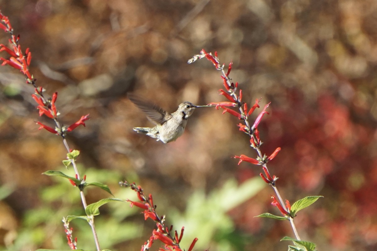 Black-chinned Hummingbird - ML611313074