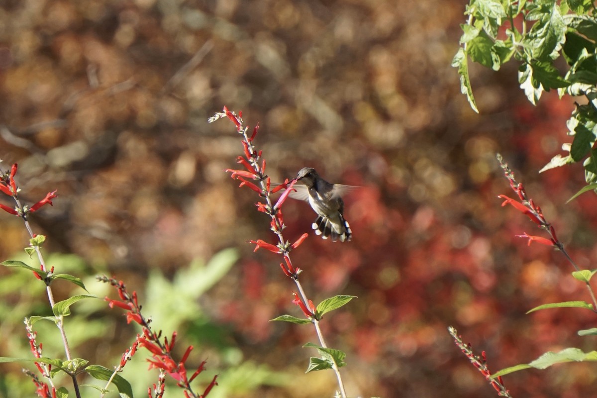 Black-chinned Hummingbird - ML611313075