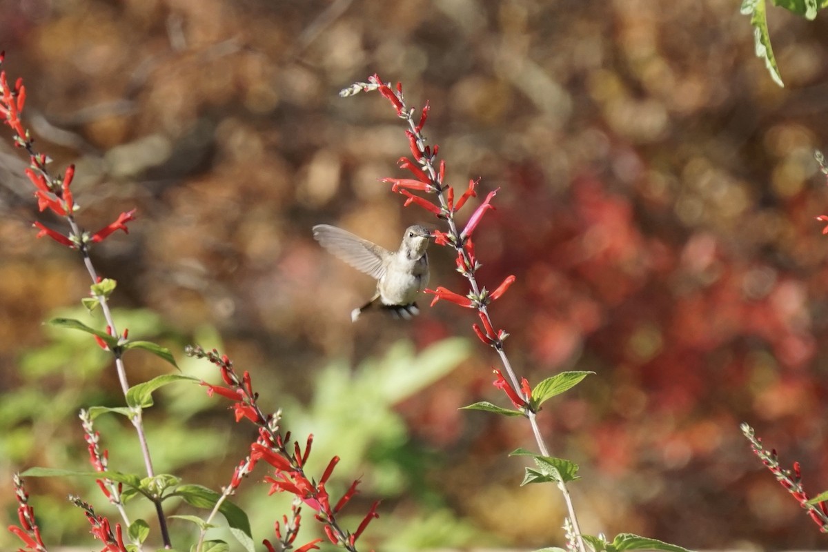 Black-chinned Hummingbird - ML611313076