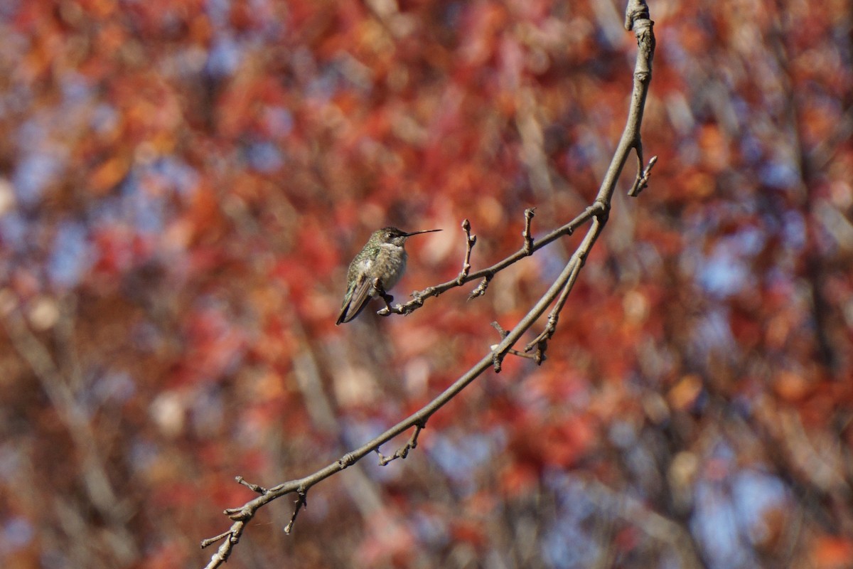 Black-chinned Hummingbird - ML611313077