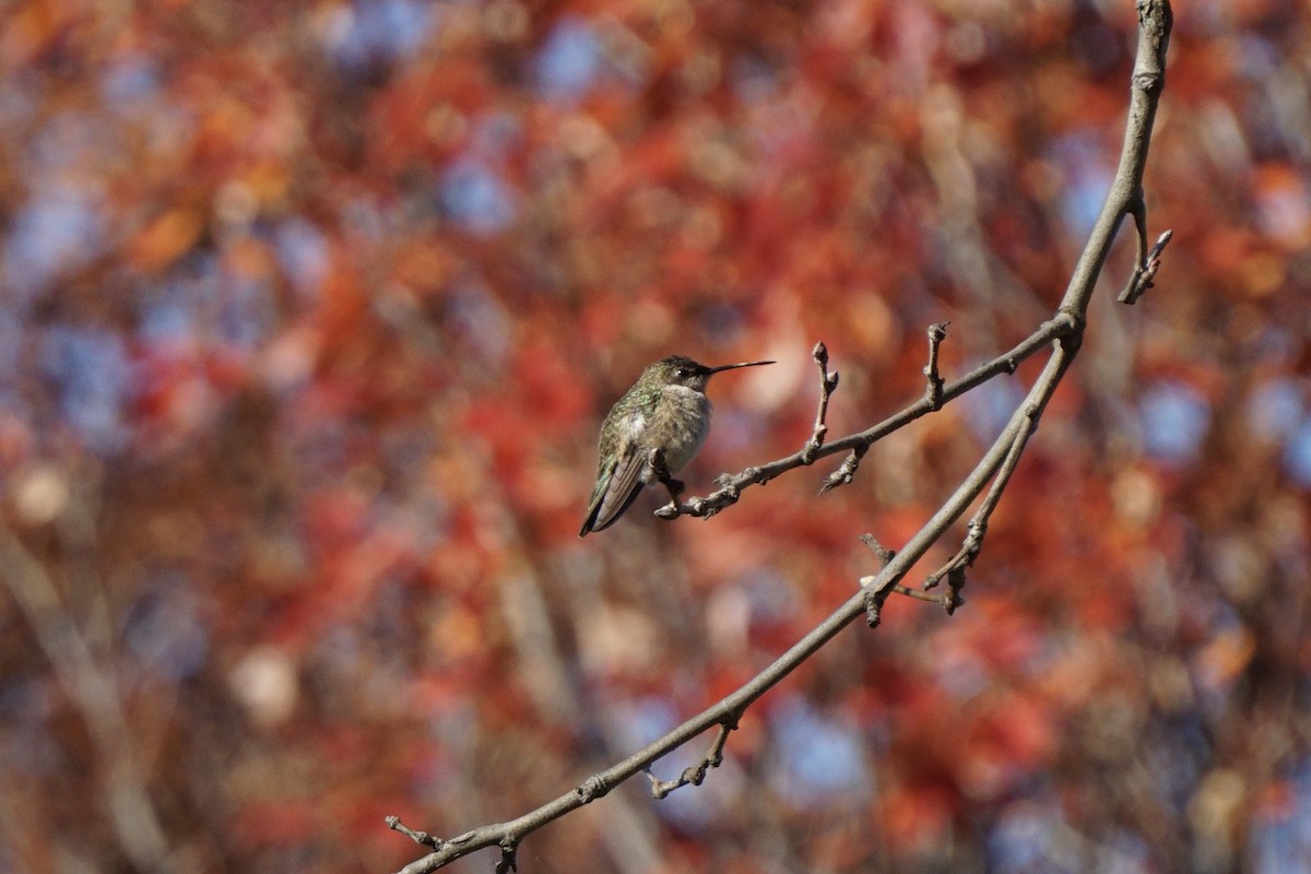Black-chinned Hummingbird - ML611313079