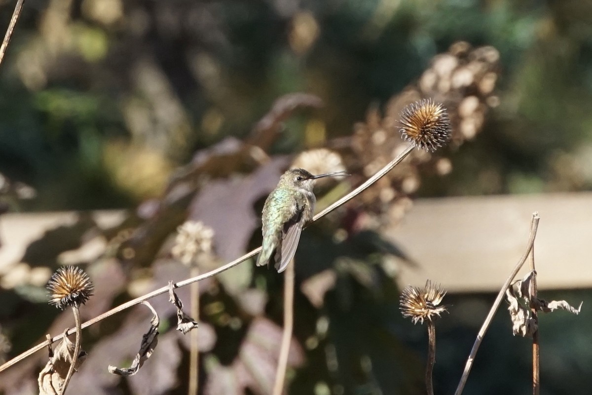 Black-chinned Hummingbird - ML611313080