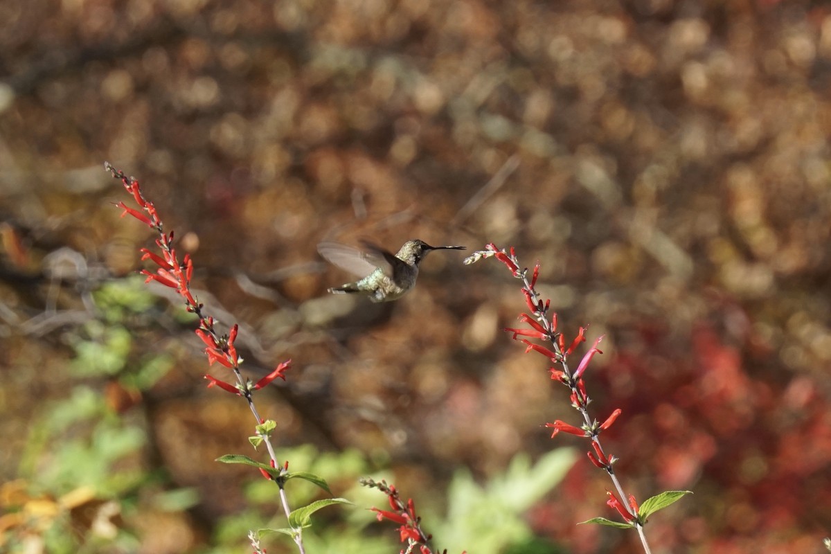 Black-chinned Hummingbird - ML611313084