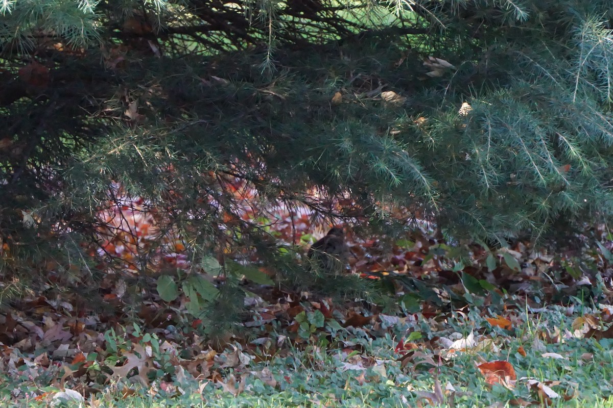 American Woodcock - ML611313090