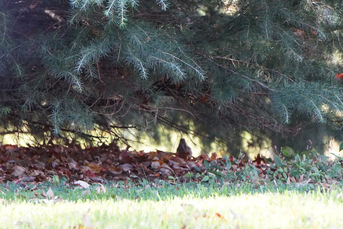 American Woodcock - ML611313091