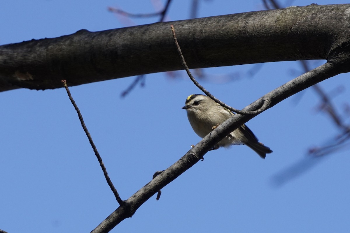 Golden-crowned Kinglet - ML611313096