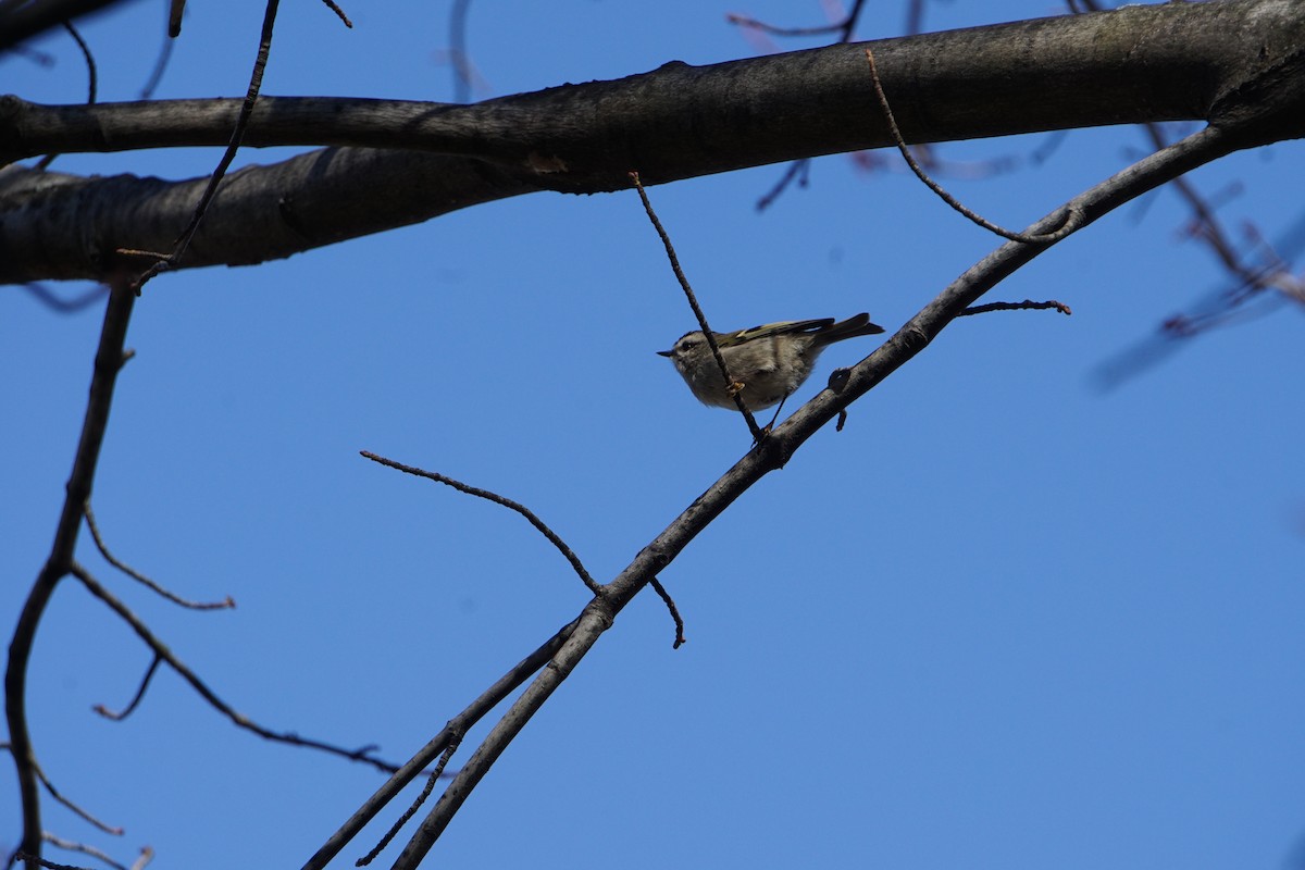 Golden-crowned Kinglet - ML611313097