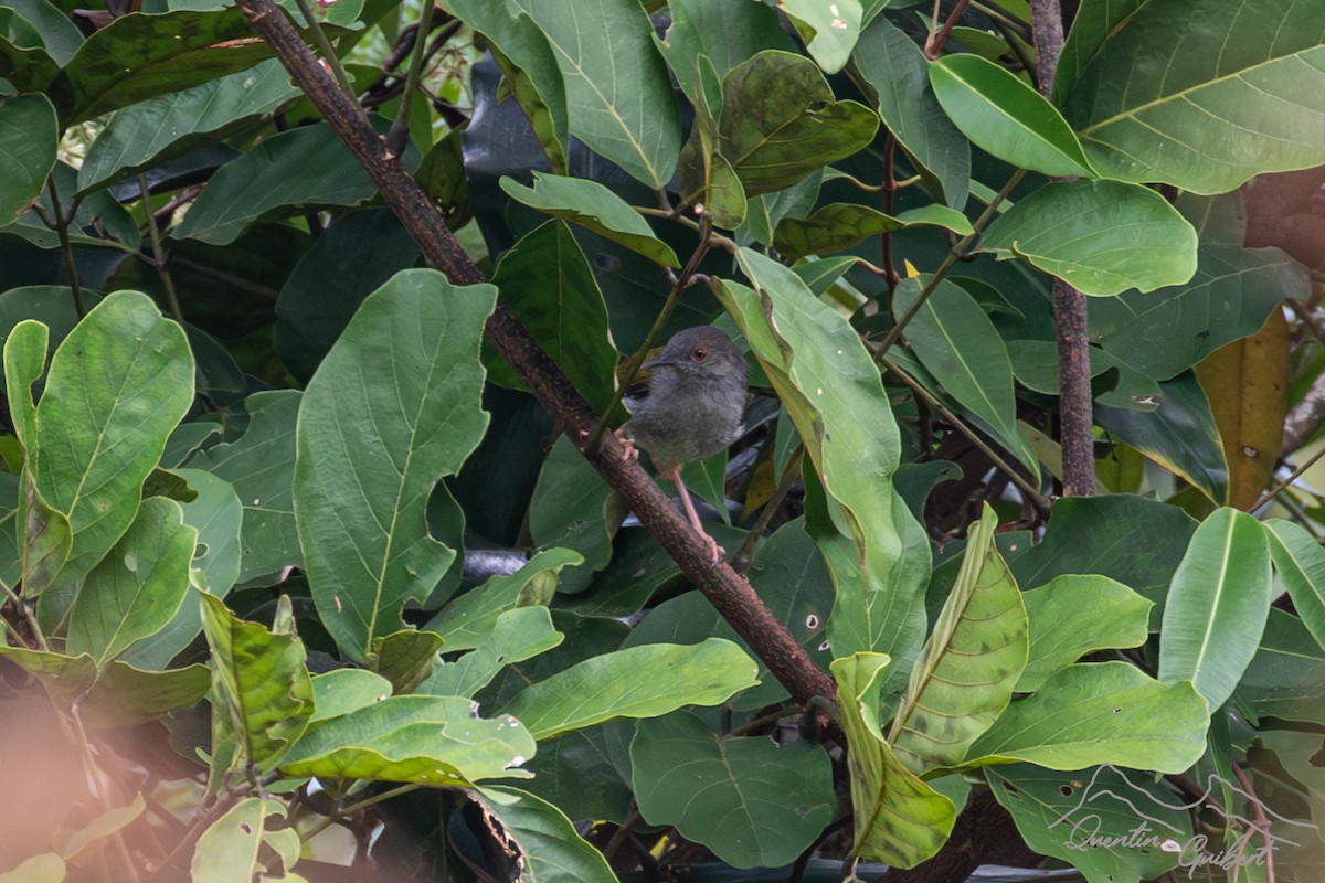 Green-backed Camaroptera (Gray-backed) - Quentin Guibert