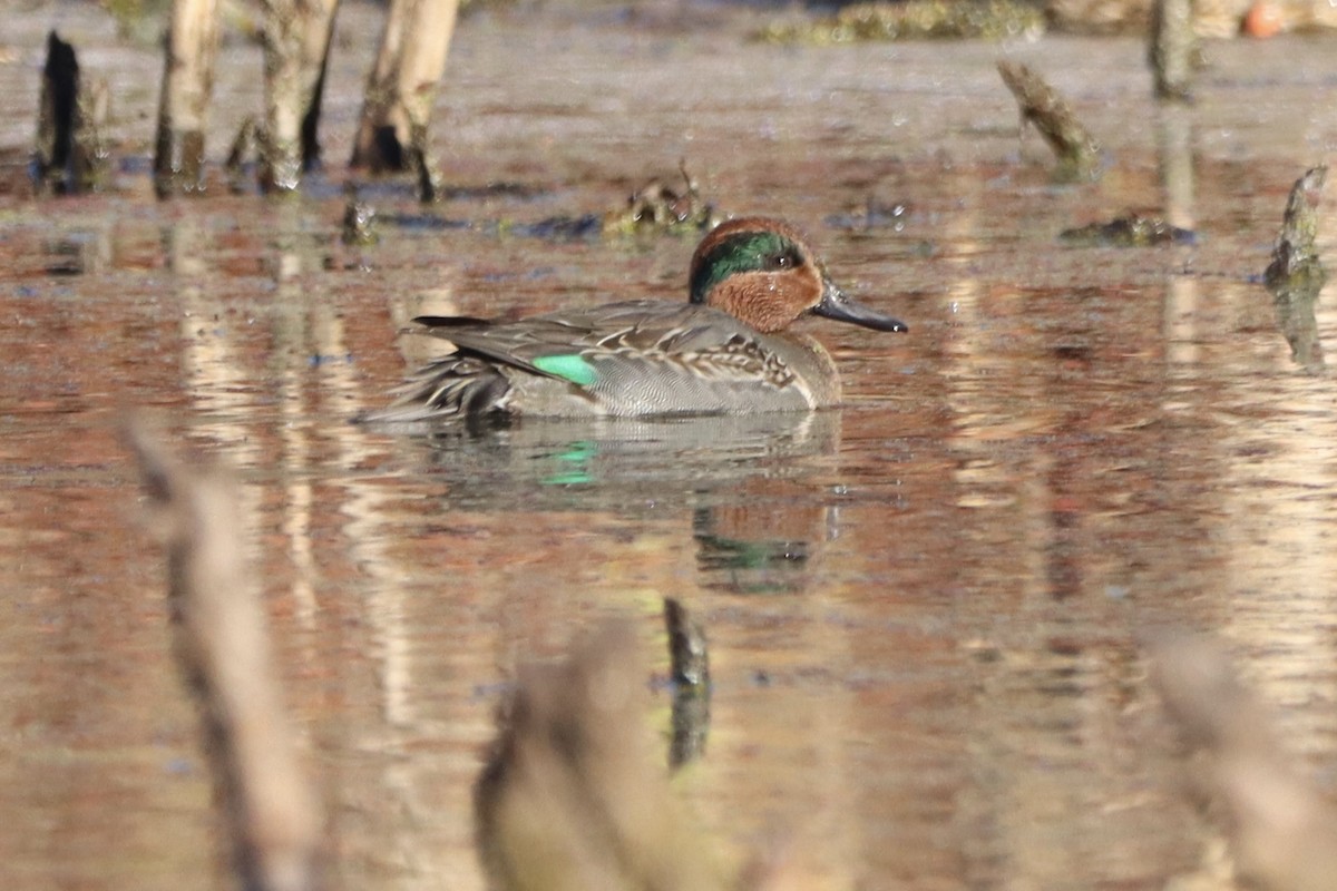 Green-winged Teal - ML611313159