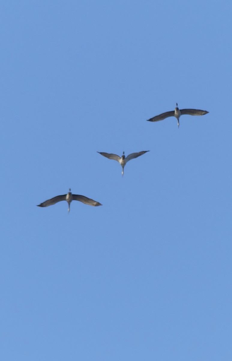 Sandhill Crane - ML611313315