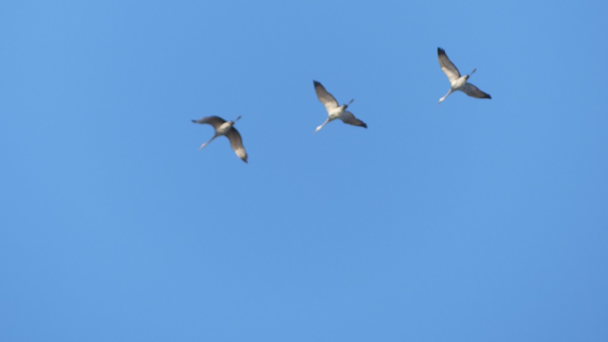 Sandhill Crane - ML611313316