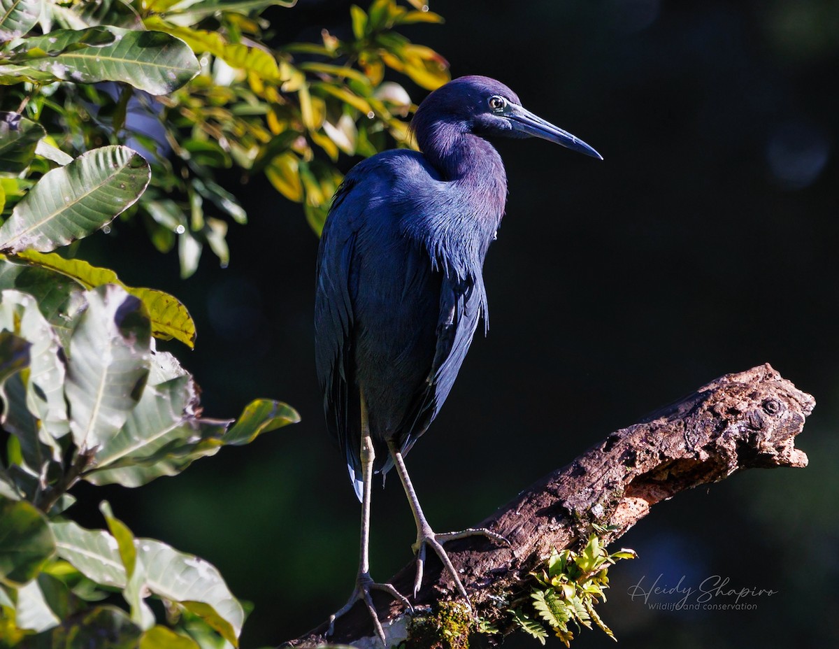 Little Blue Heron - ML611313395