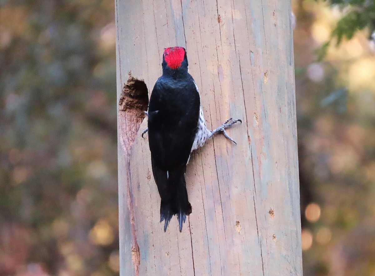 Acorn Woodpecker - ML611313484