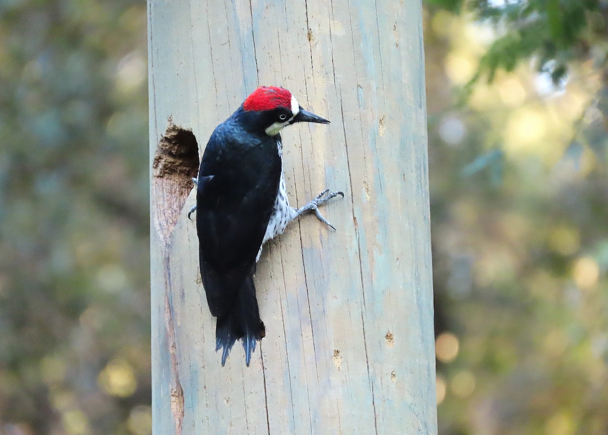 Acorn Woodpecker - ML611313485