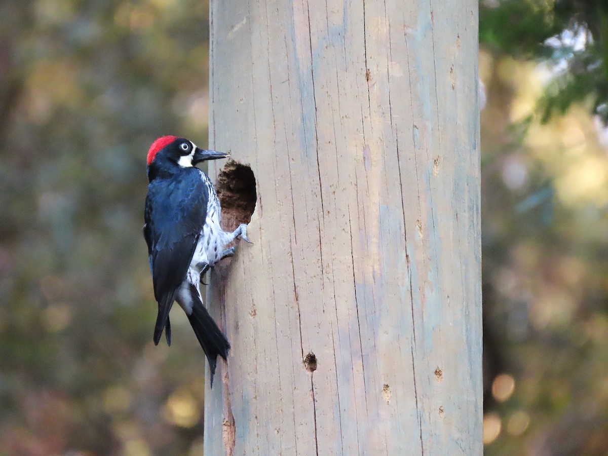 Acorn Woodpecker - ML611313486