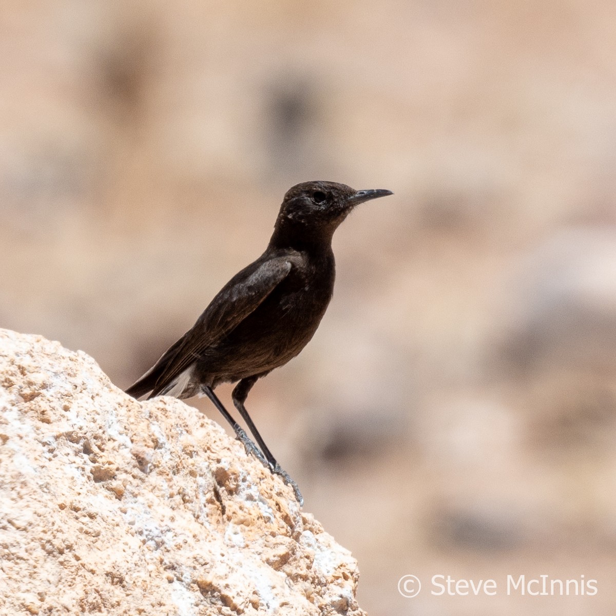 Mountain Wheatear - ML611313513