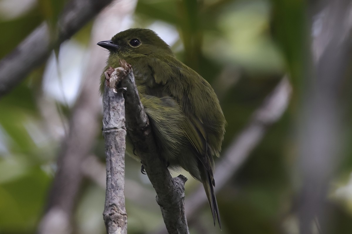 Zeytin Renkli Manakin - ML611313514