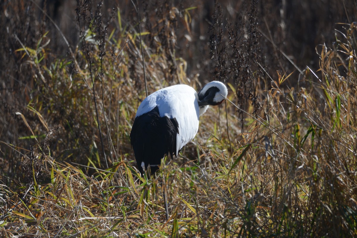 Red-crowned Crane - ML611313602