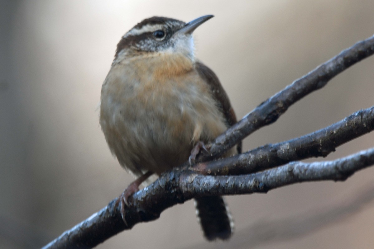 Carolina Wren - Timothy Carstens