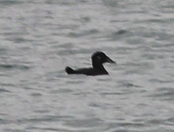 Surf Scoter - ML611313752