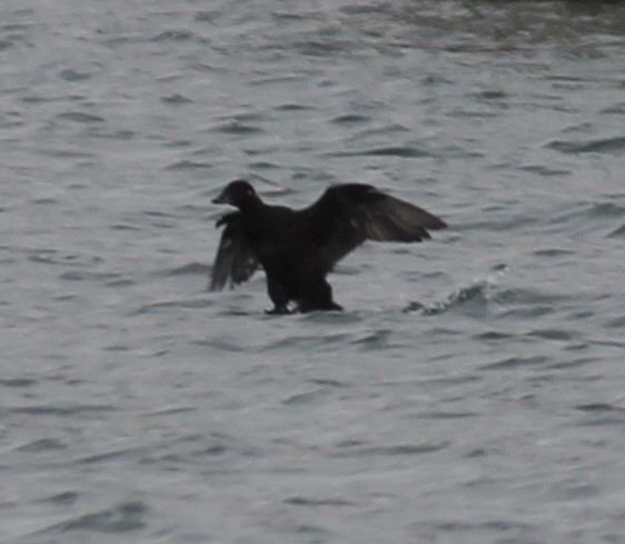 Surf Scoter - ML611313754