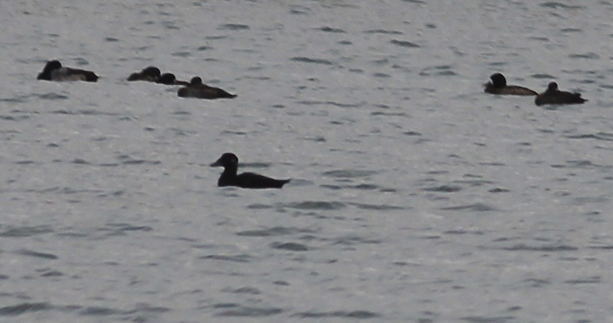 Surf Scoter - ML611313755