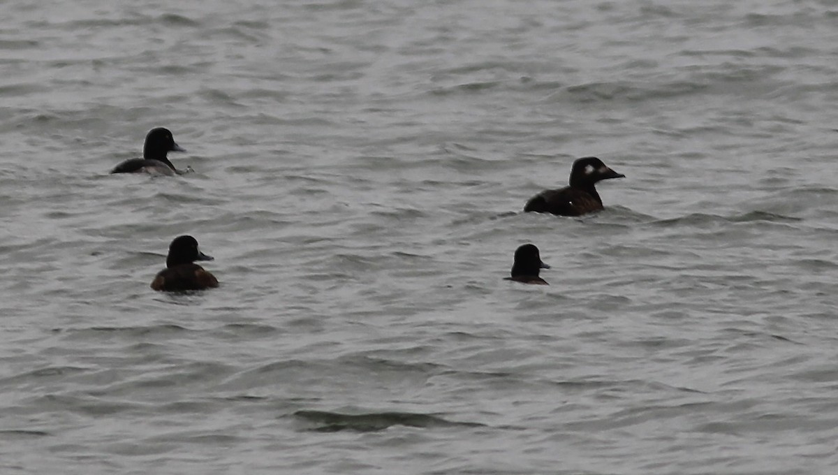 White-winged Scoter - ML611313767