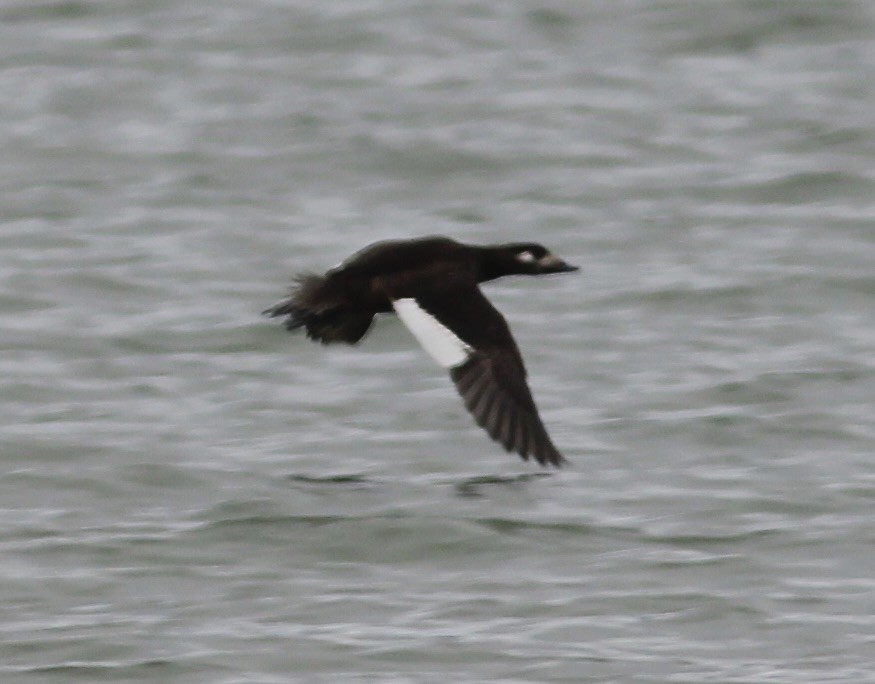 White-winged Scoter - ML611313769