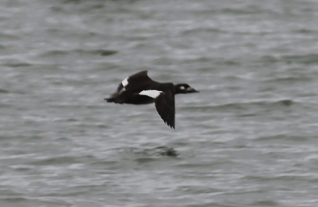 White-winged Scoter - ML611313770