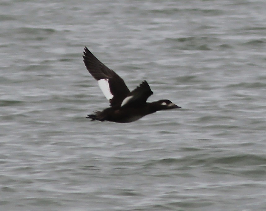 White-winged Scoter - ML611313772