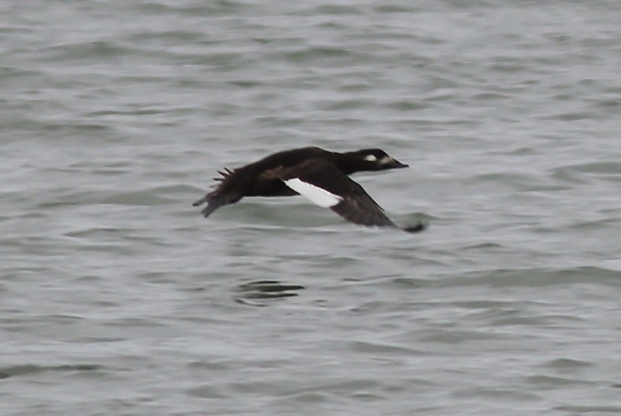 White-winged Scoter - ML611313773