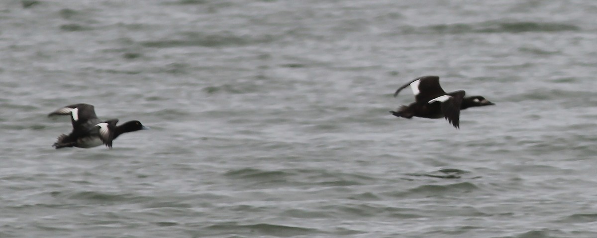 White-winged Scoter - ML611313774