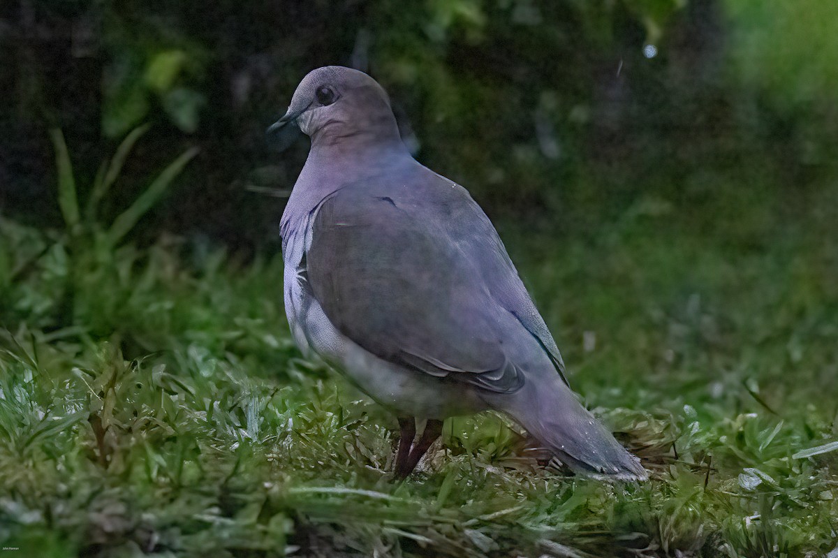 Gray-fronted Dove - ML611313790