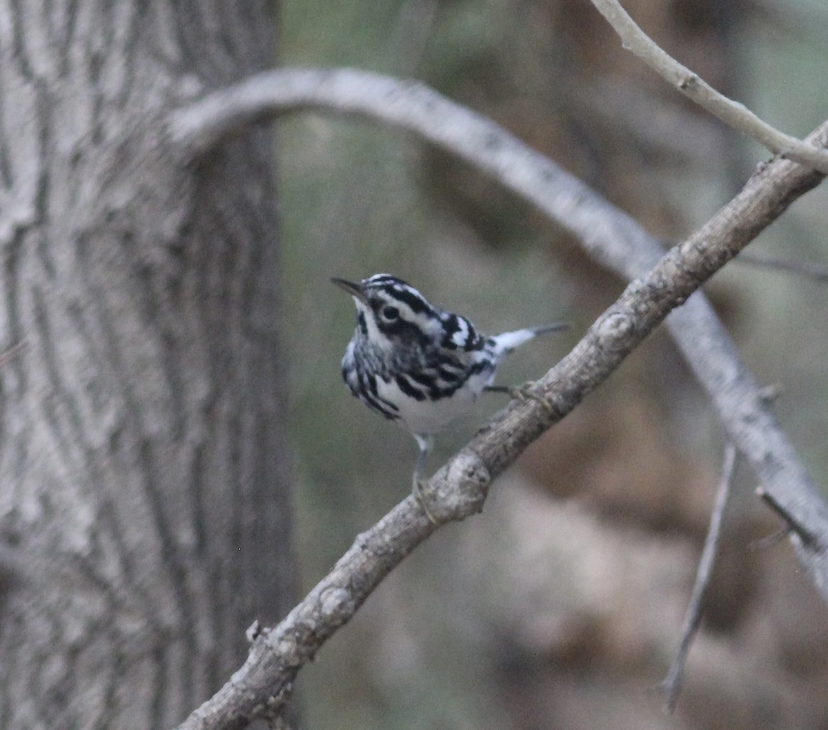 Black-and-white Warbler - ML611314042