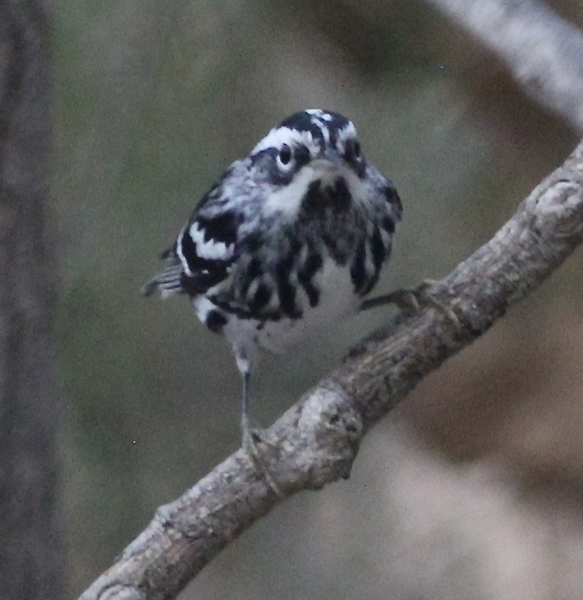 Black-and-white Warbler - ML611314043