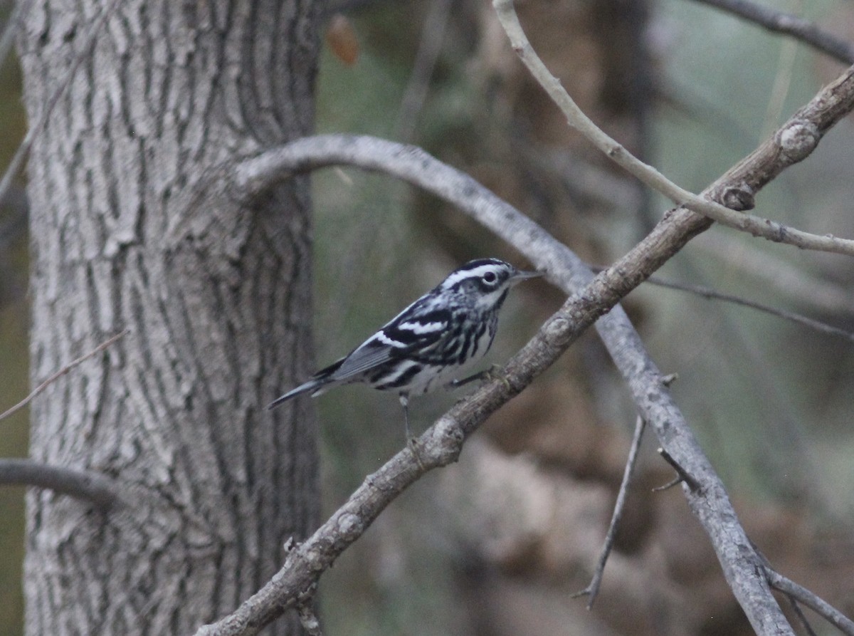 Black-and-white Warbler - ML611314044