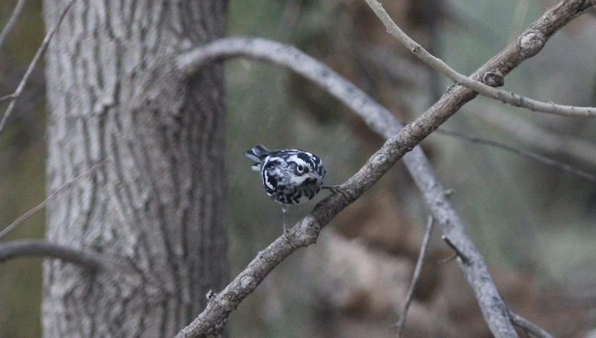 Black-and-white Warbler - ML611314045