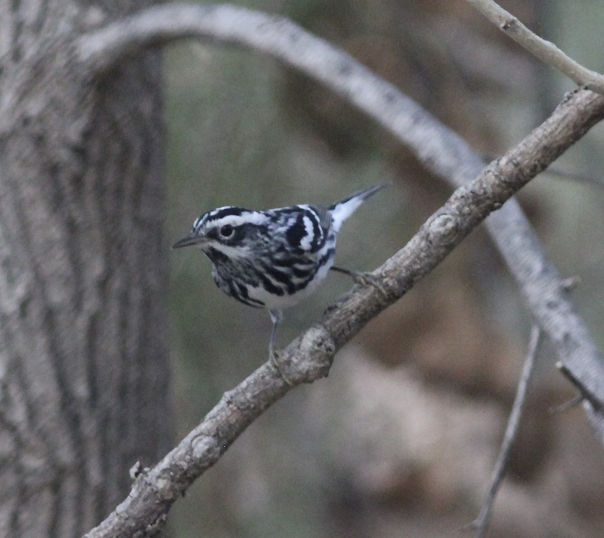 Black-and-white Warbler - ML611314046
